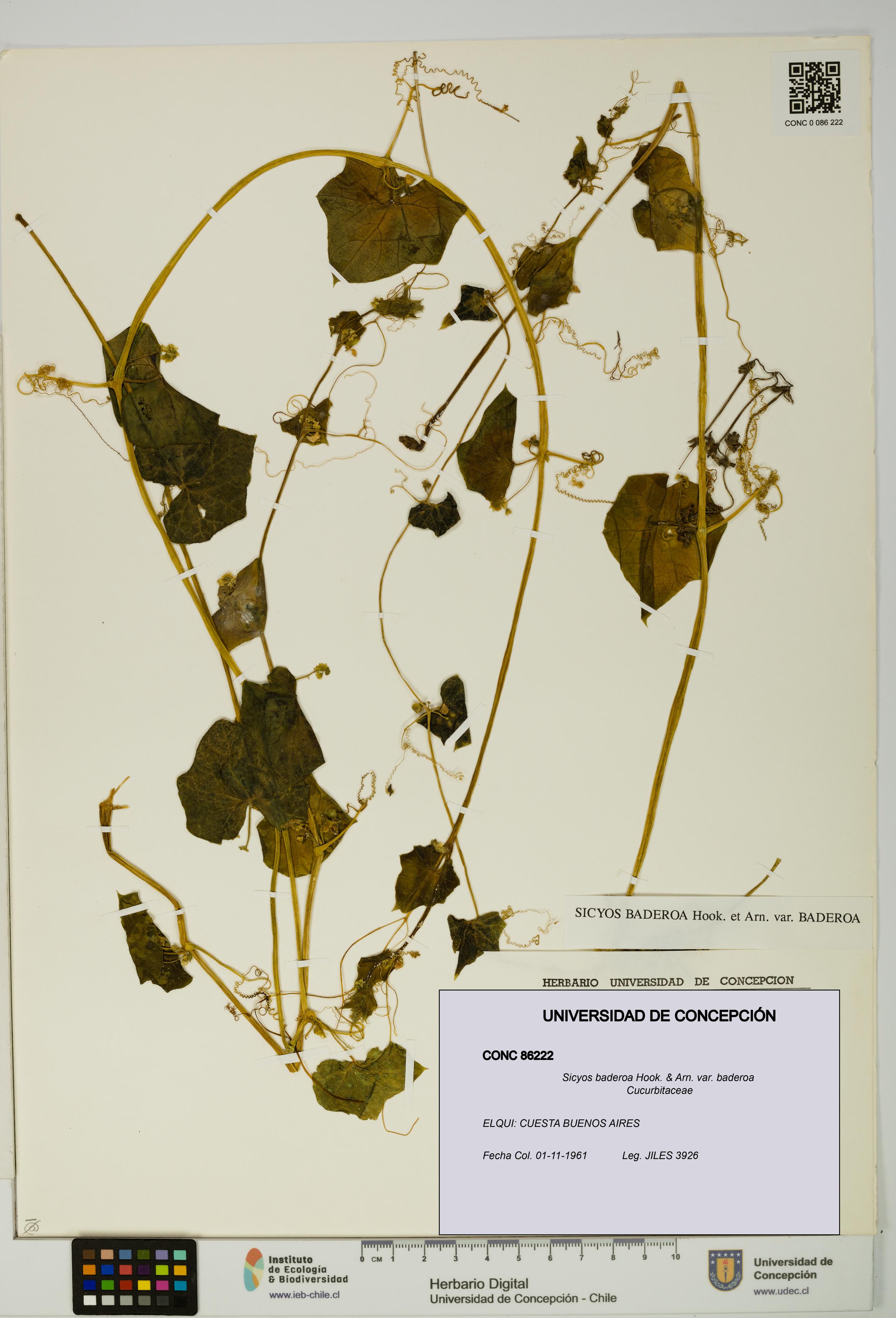 Sicyos baderoa [Espécimen: UDEC:CONC:0086222]