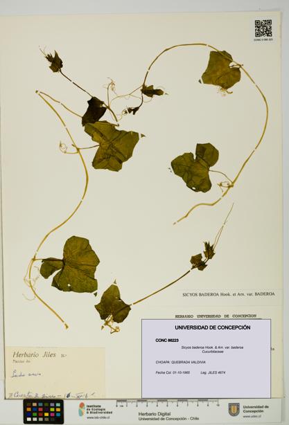 Sicyos baderoa var. baderoa [Espécimen: UDEC:CONC:0086223]