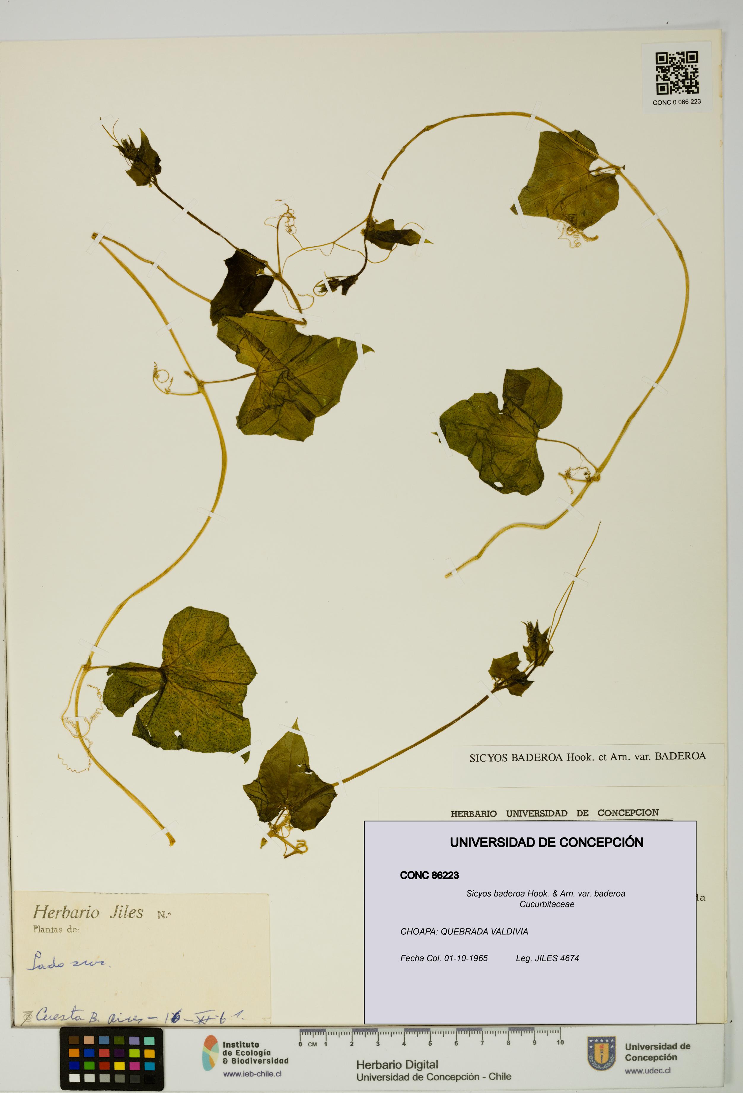 Sicyos baderoa var. baderoa [Espécimen: UDEC:CONC:0086223]