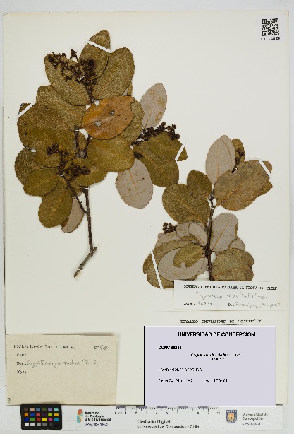 Cryptocarya alba [Espécimen: UDEC:CONC:0086238]