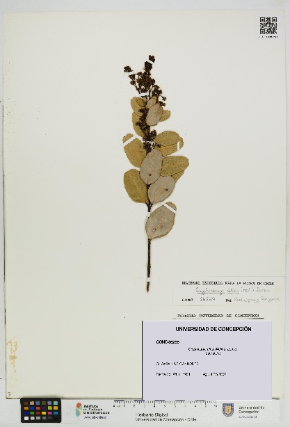 Cryptocarya alba [Espécimen: UDEC:CONC:0086239]