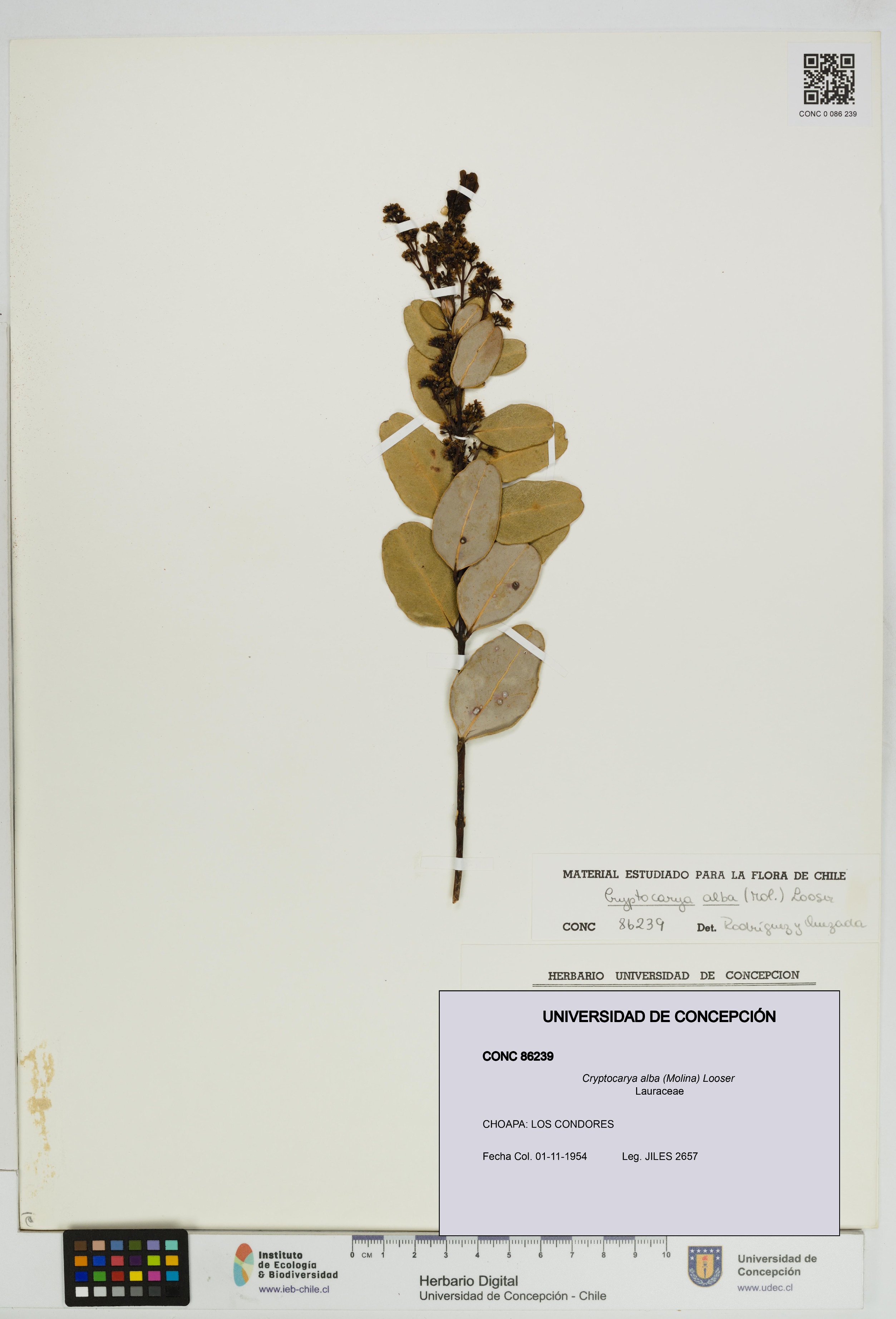 Cryptocarya alba [Espécimen: UDEC:CONC:0086239]
