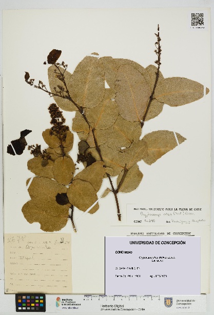 Cryptocarya alba [Espécimen: UDEC:CONC:0086240]