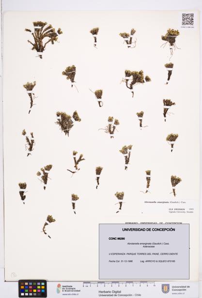 Abrotanella emarginata [Espécimen: ]