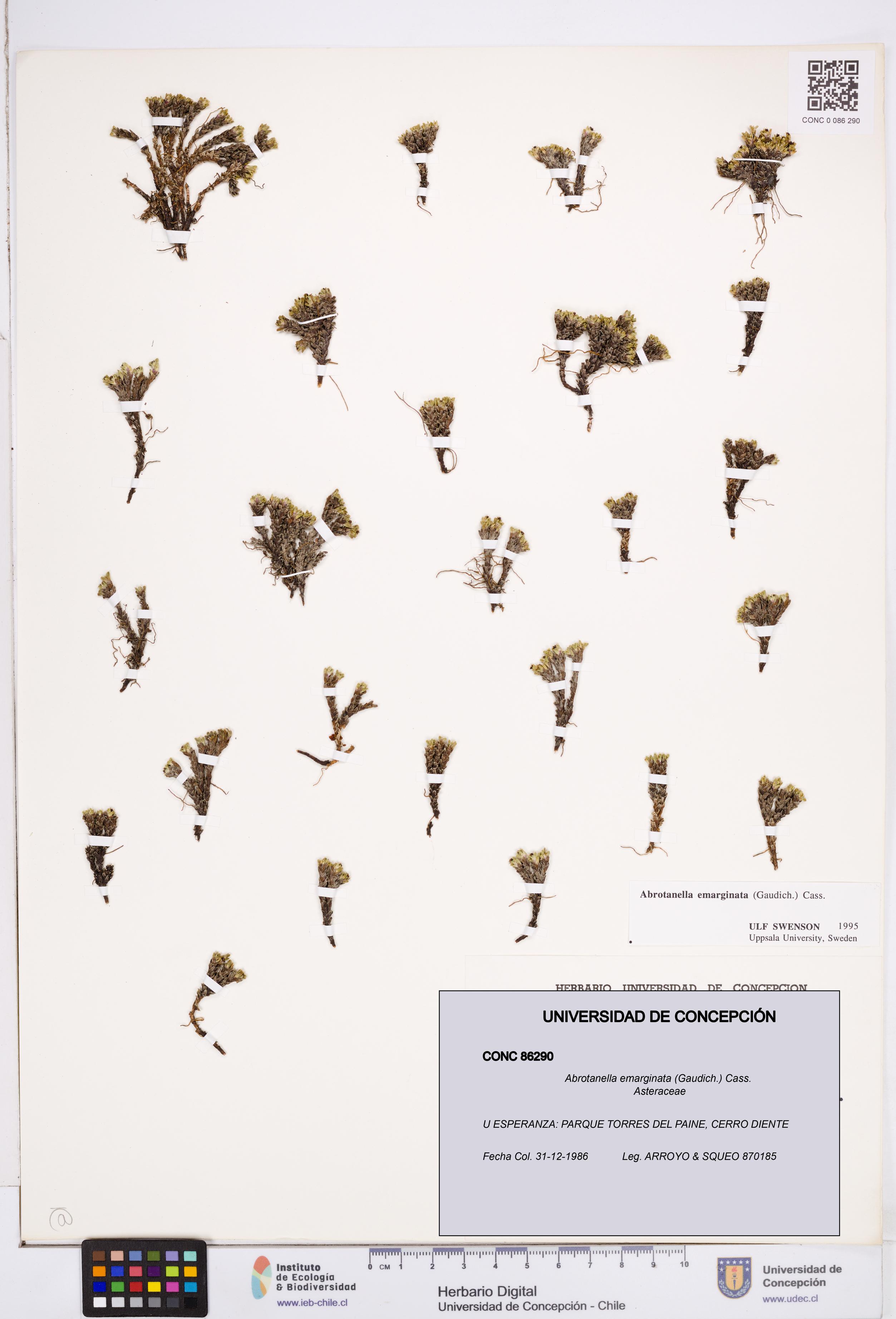 Abrotanella emarginata [Espécimen: ]