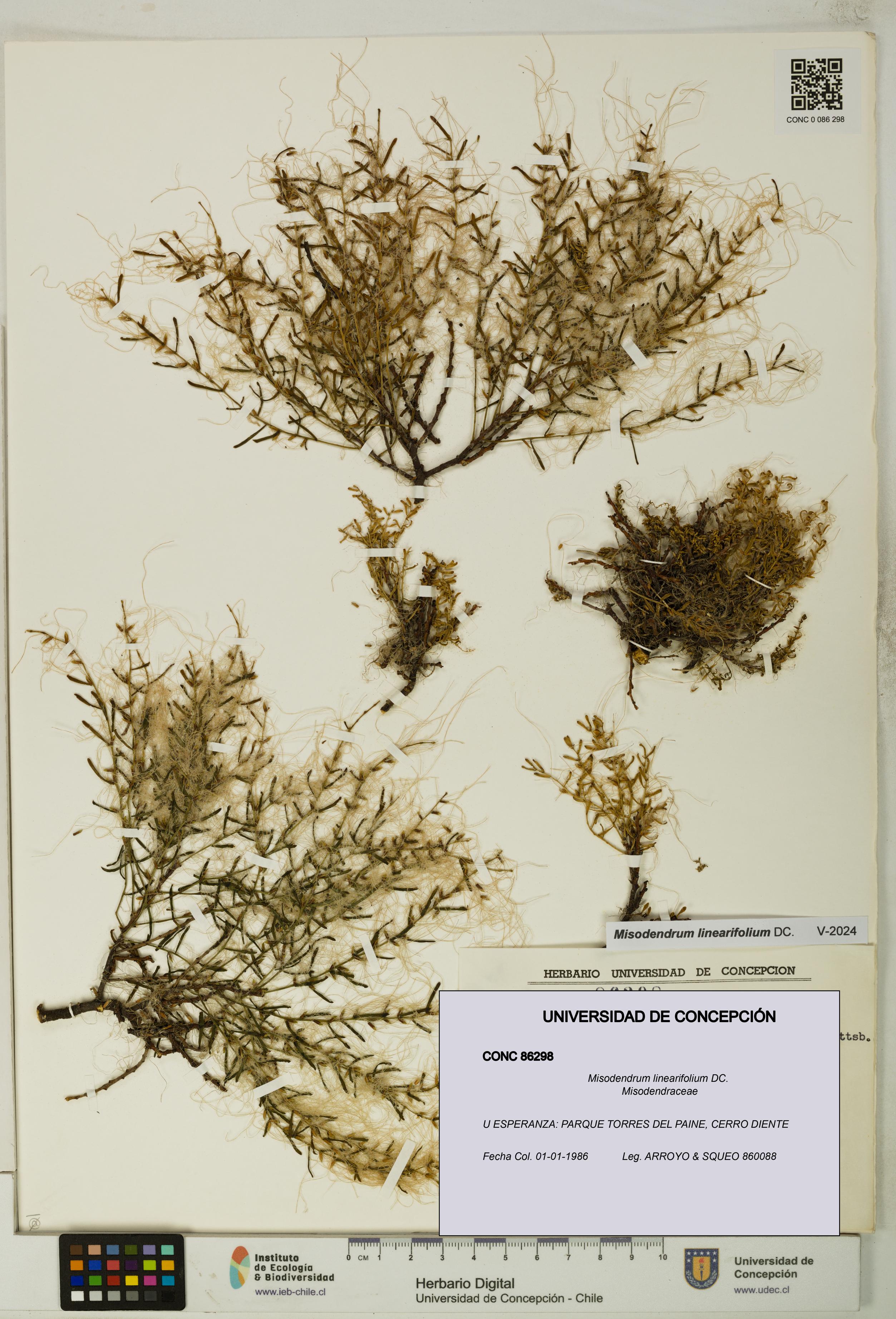 Misodendrum linearifolium [Espécimen: UDEC:CONC:0086298]