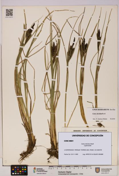 Carex decidua [Espécimen: UDEC:CONC:0086301]