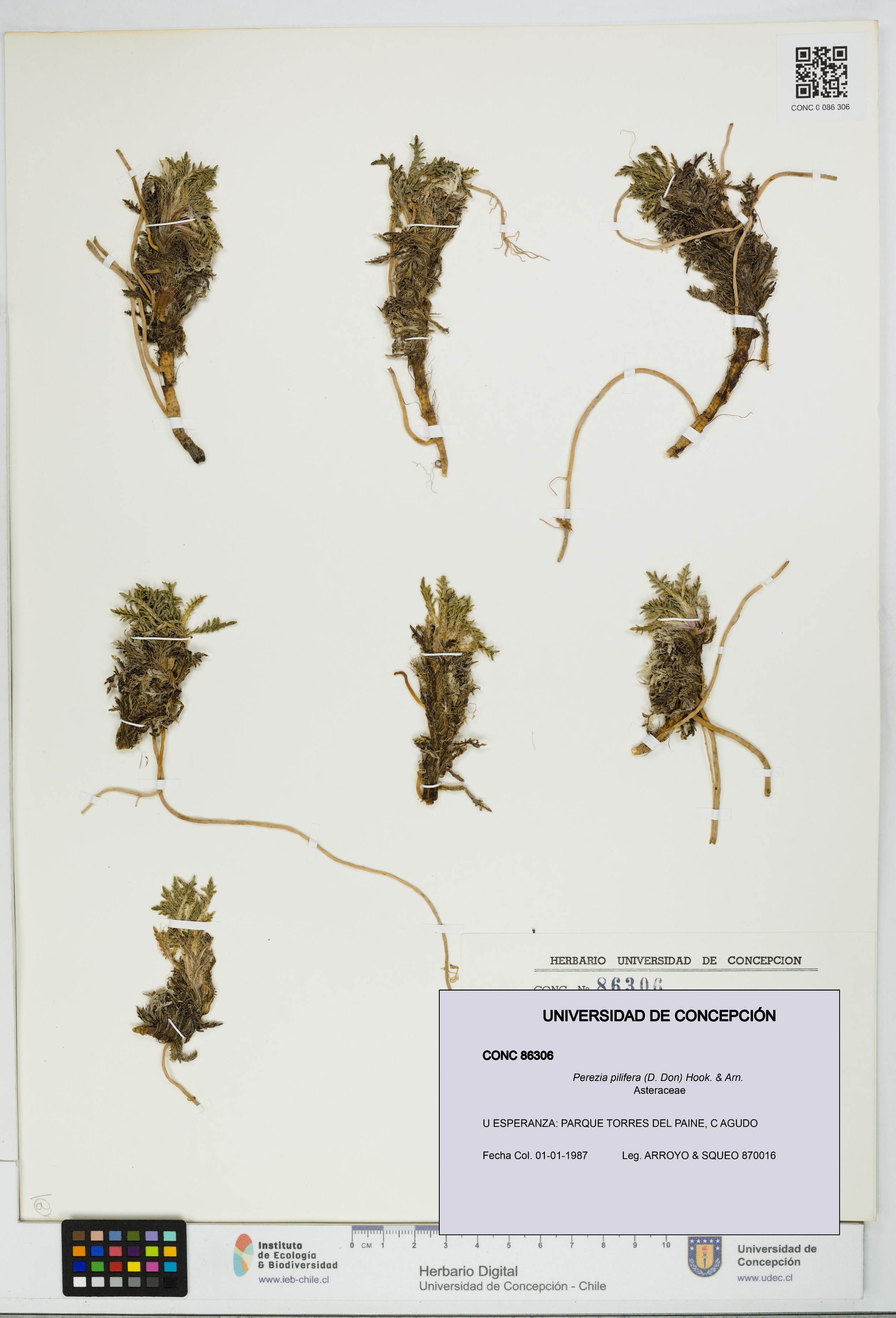 Perezia pilifera [Espécimen: UDEC:CONC:0086306]