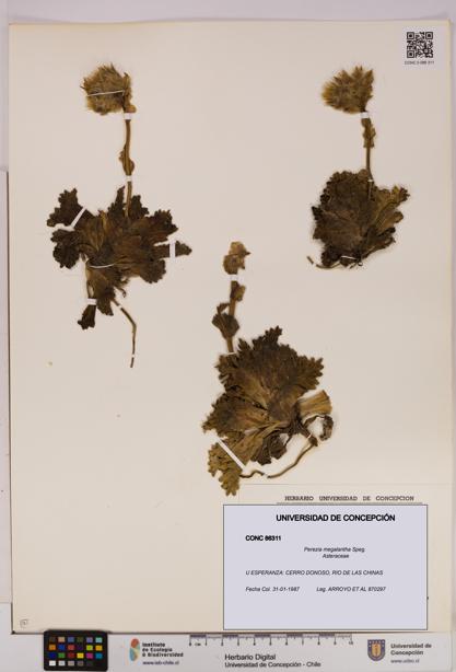 Perezia megalantha [Espécimen: UDEC:CONC:0086311]