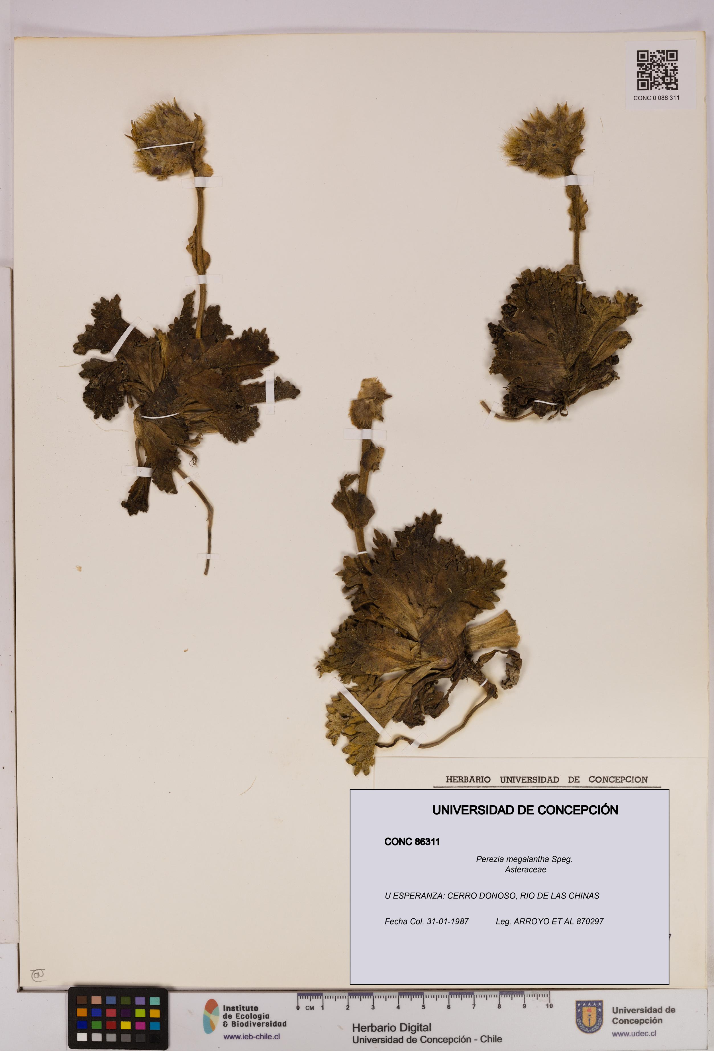 Perezia megalantha [Espécimen: UDEC:CONC:0086311]