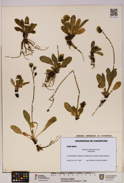 Hieracium antarcticum [Espécimen: UDEC:CONC:0086313]