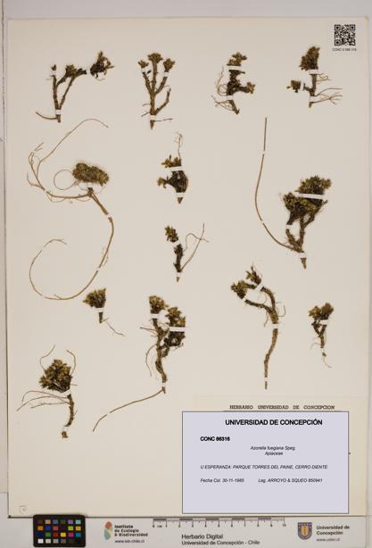 Azorella fuegiana [Espécimen: ]