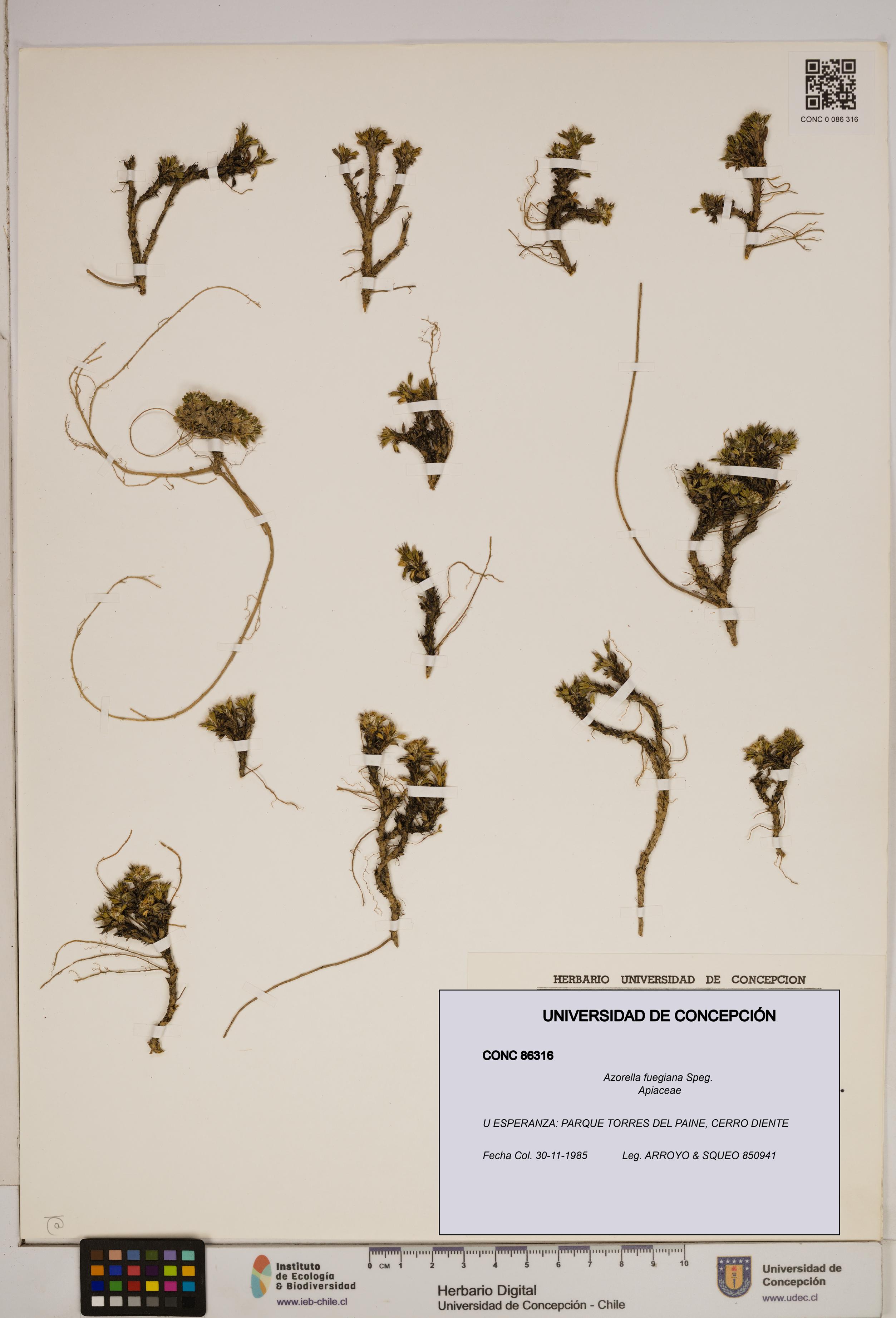 Azorella fuegiana [Espécimen: ]