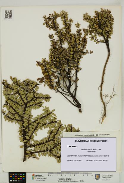 Maytenus disticha [Espécimen: UDEC:CONC:0086321]