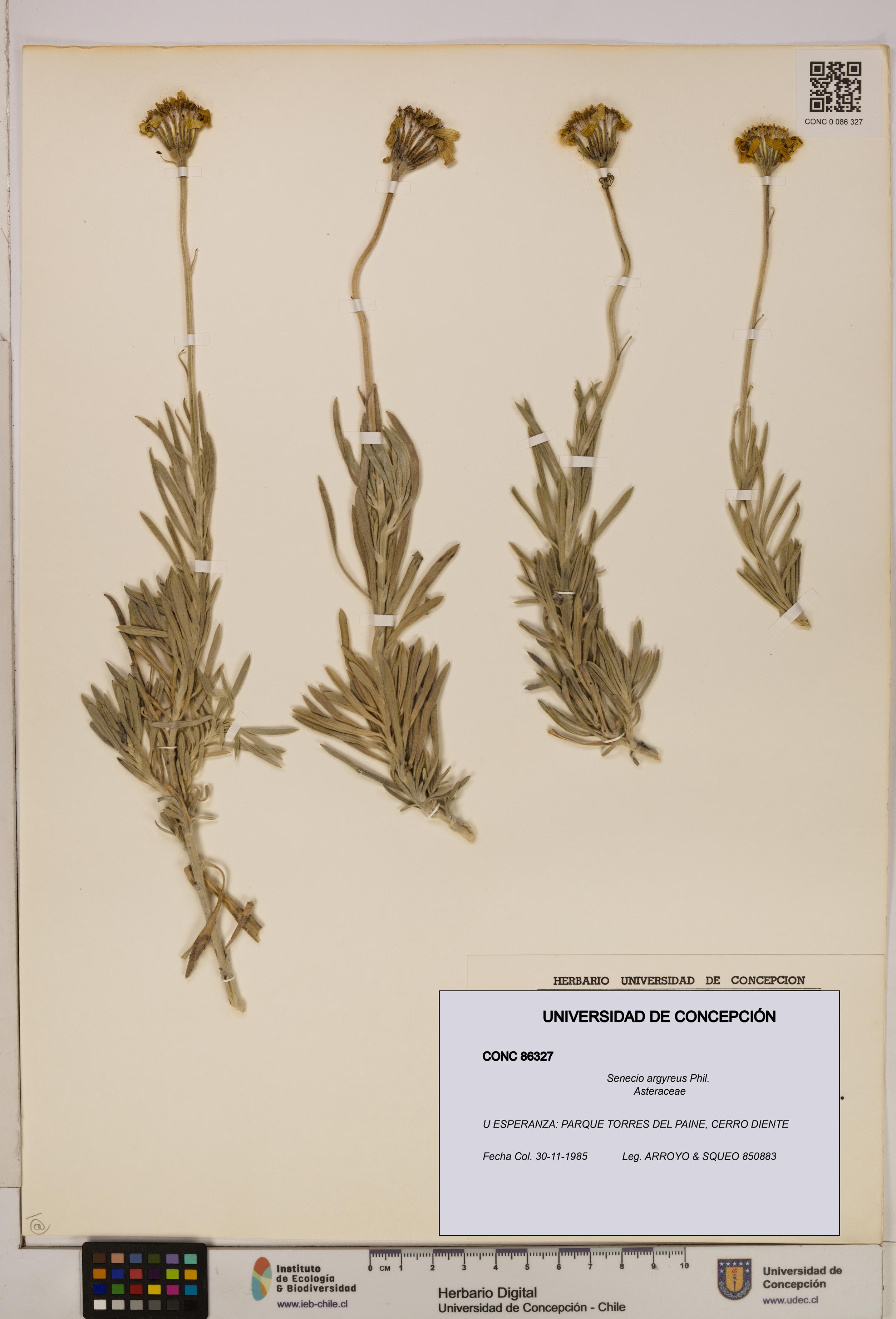 Senecio argyreus [Espécimen: UDEC:CONC:0086327]