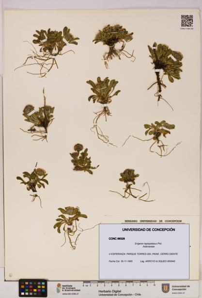 Erigeron leptopetalus [Espécimen: UDEC:CONC:0086328]