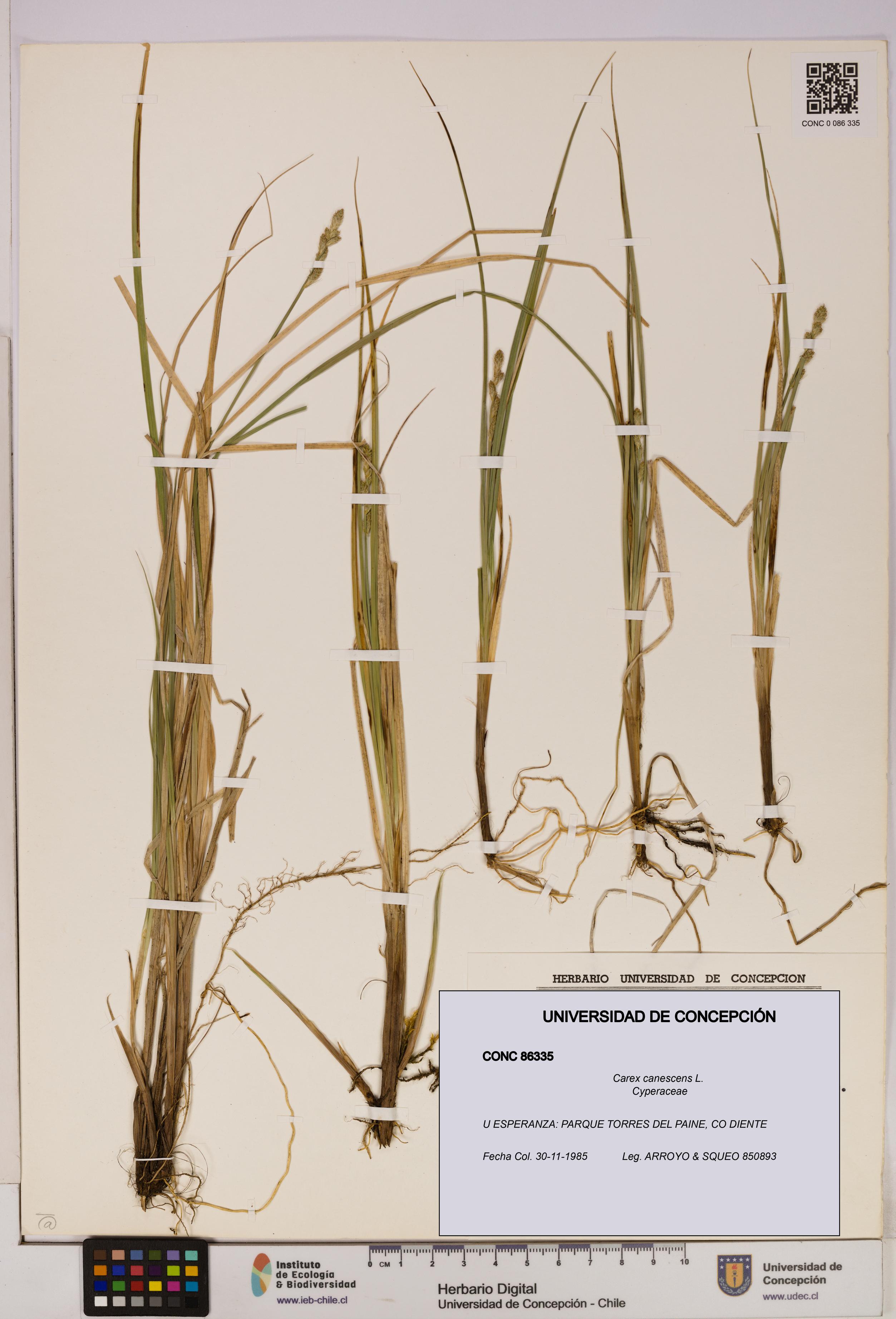 Carex canescens [Espécimen: UDEC:CONC:0086335]