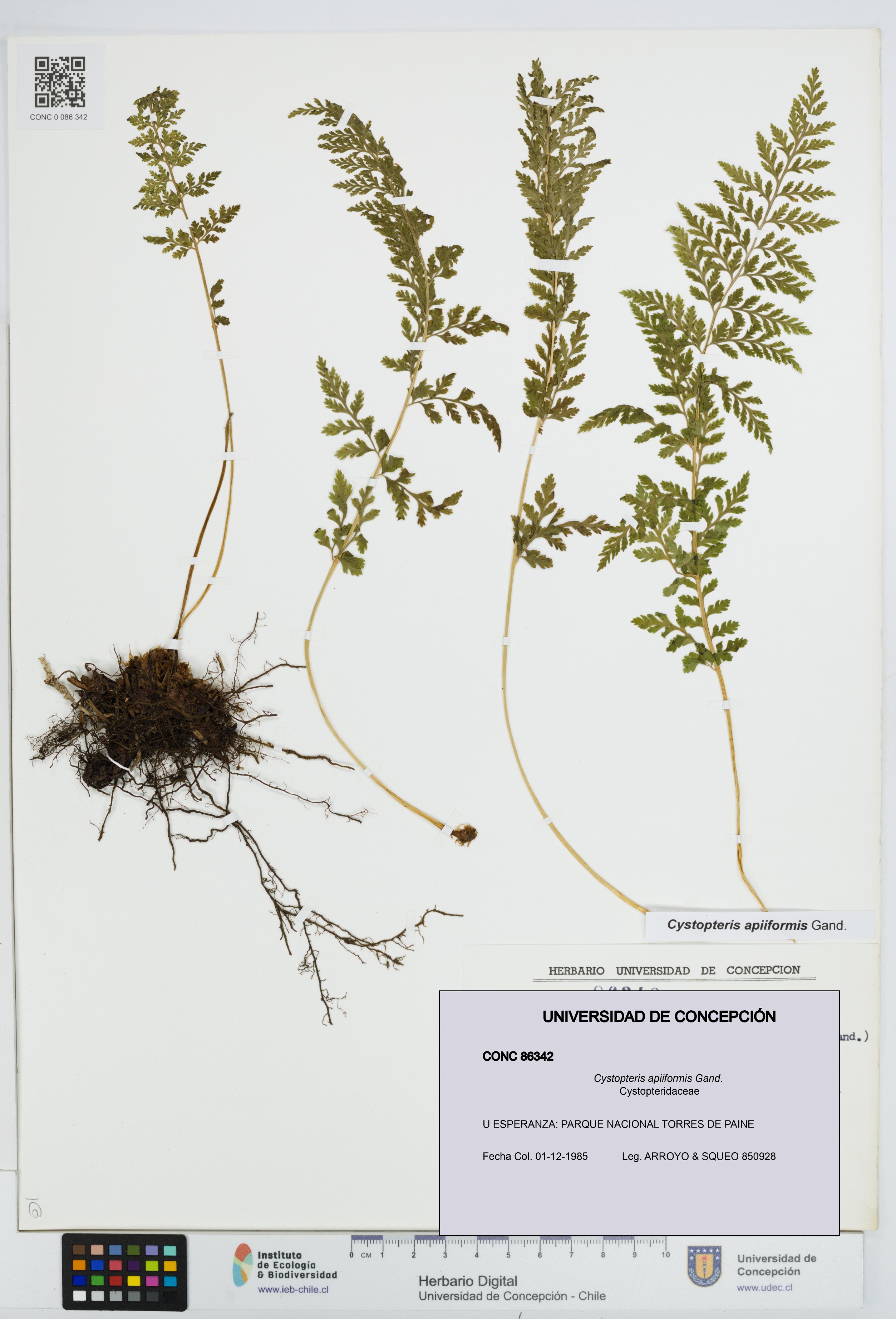 Cystopteris apiiformis [Espécimen: UDEC:CONC:0086342]