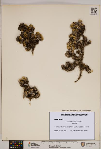 Azorella trifurcata [Espécimen: ]