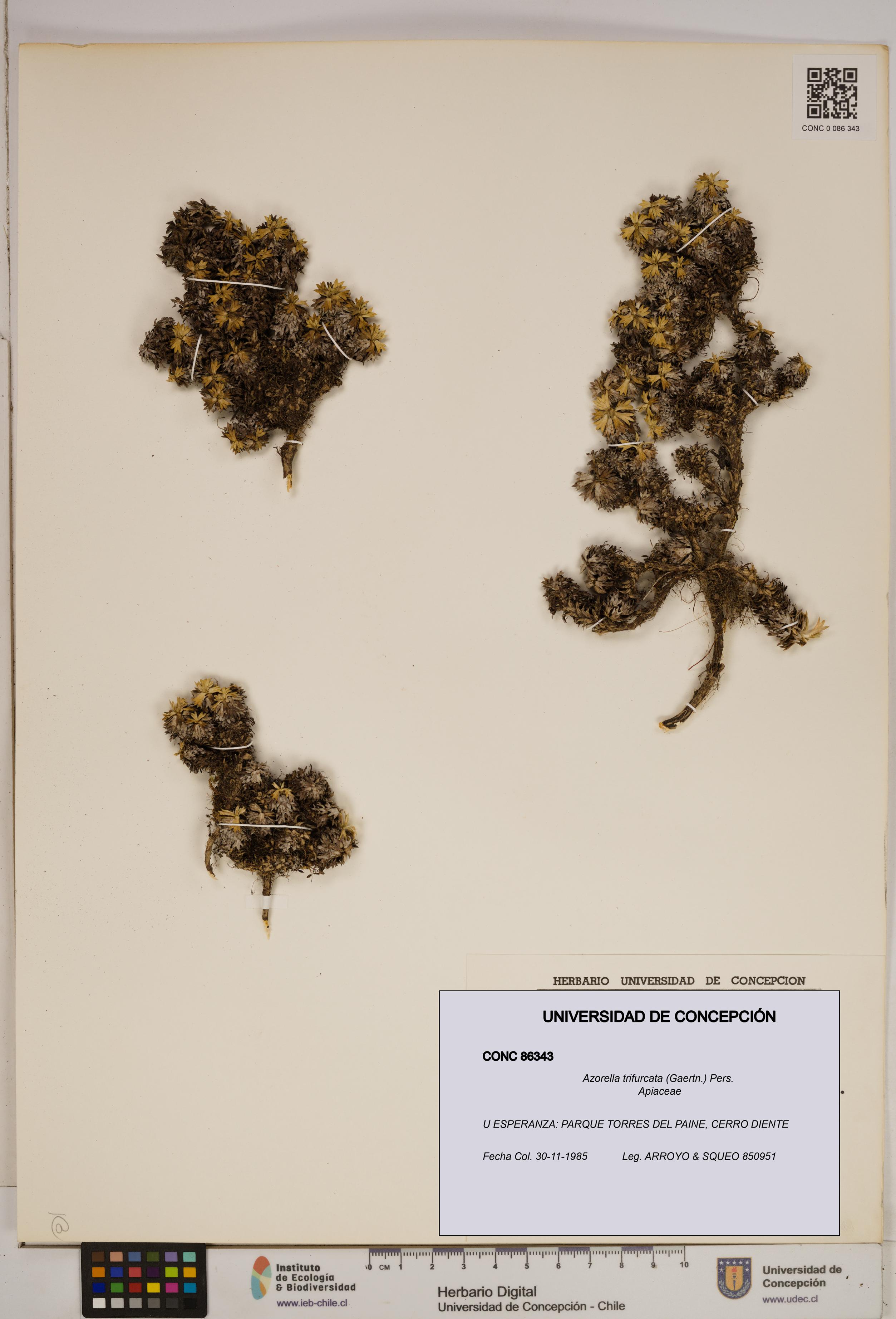 Azorella trifurcata [Espécimen: ]