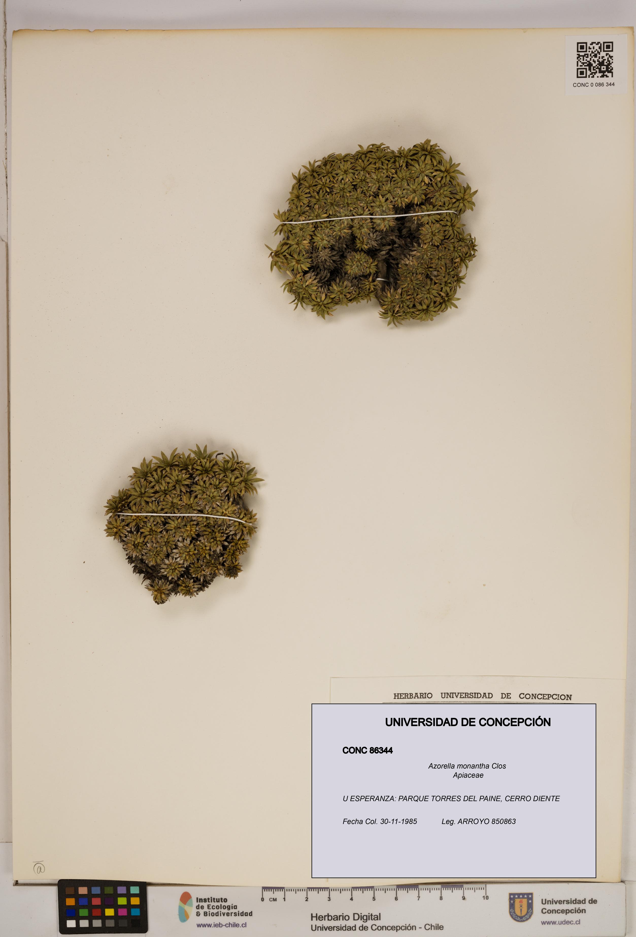 Azorella monantha [Espécimen: ]