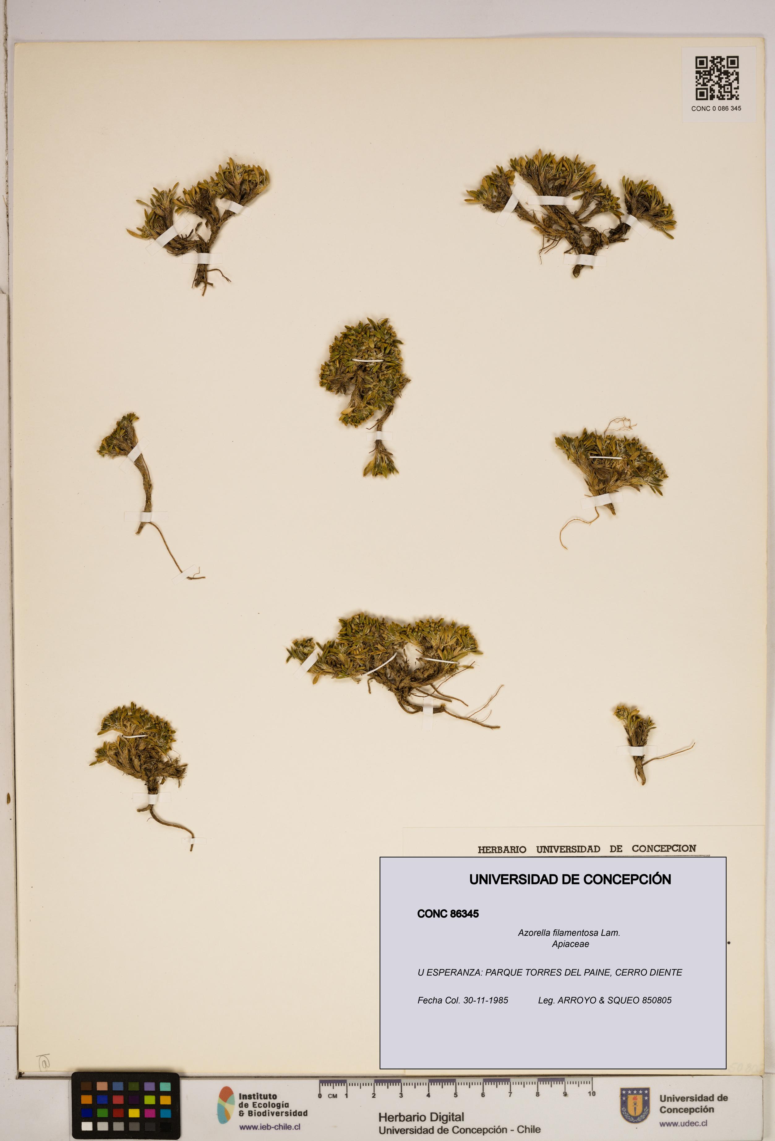 Azorella filamentosa [Espécimen: ]