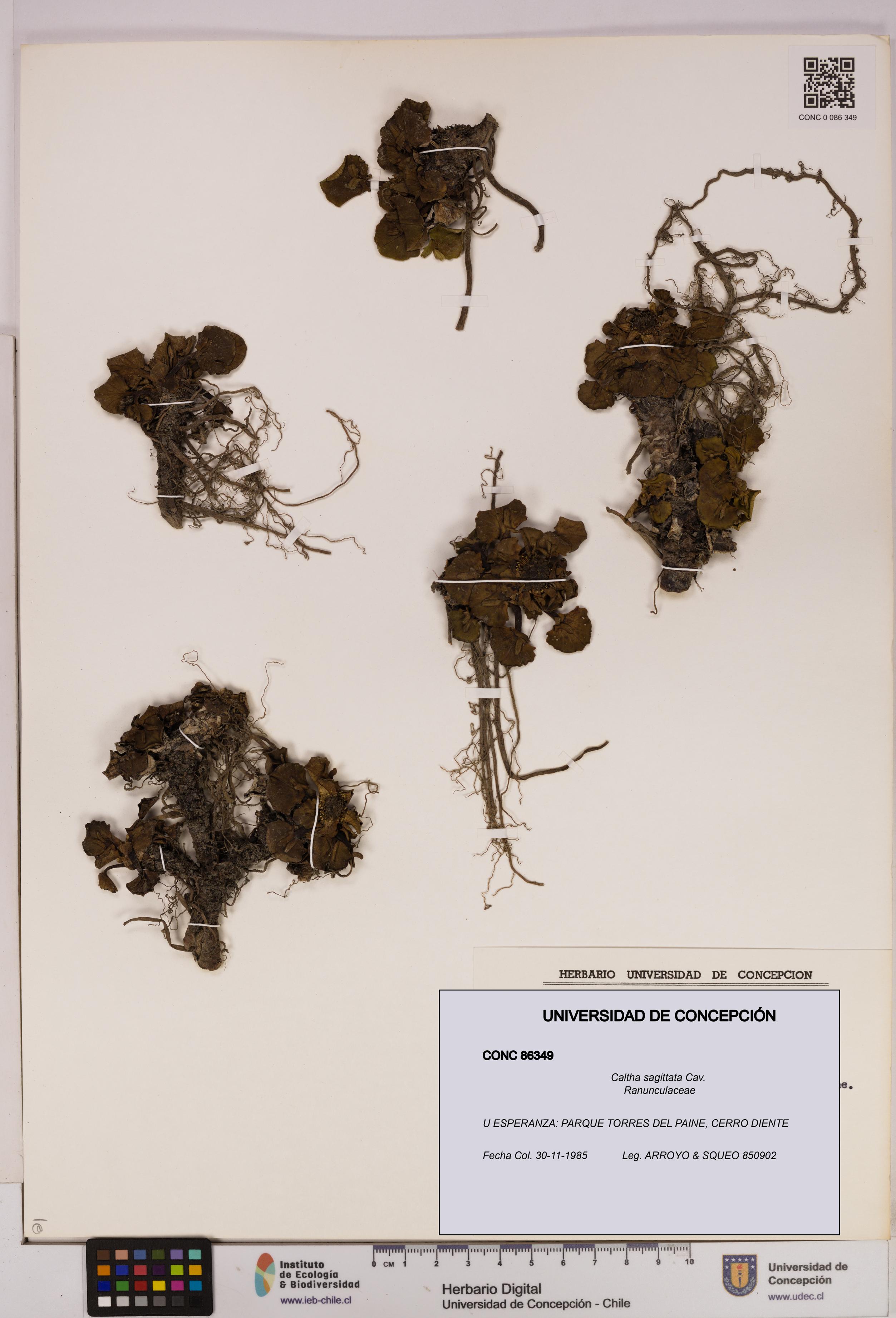 Caltha sagittata [Espécimen: UDEC:CONC:0086349]