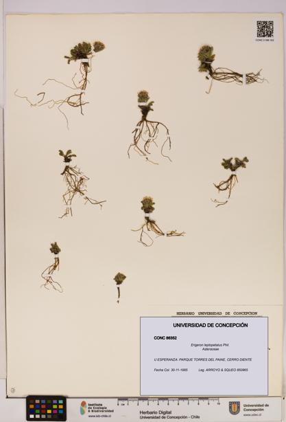 Erigeron leptopetalus [Espécimen: UDEC:CONC:0086352]