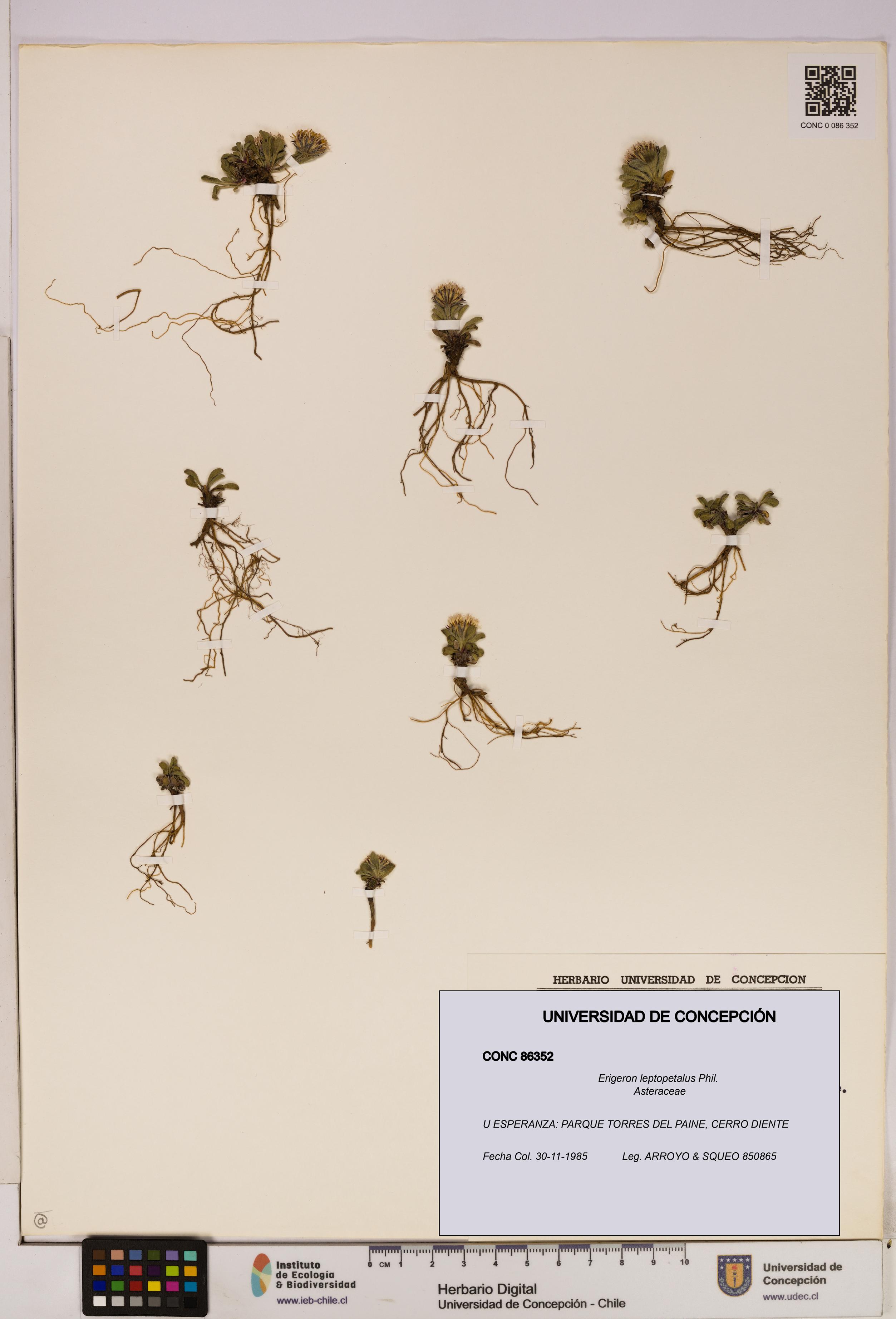 Erigeron leptopetalus [Espécimen: UDEC:CONC:0086352]