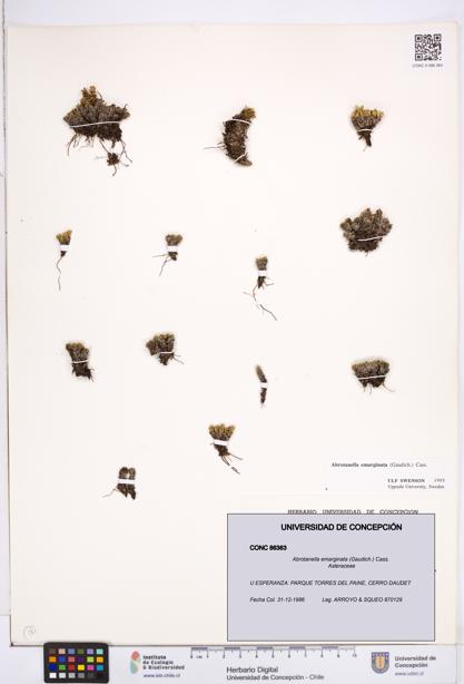 Abrotanella emarginata [Espécimen: ]