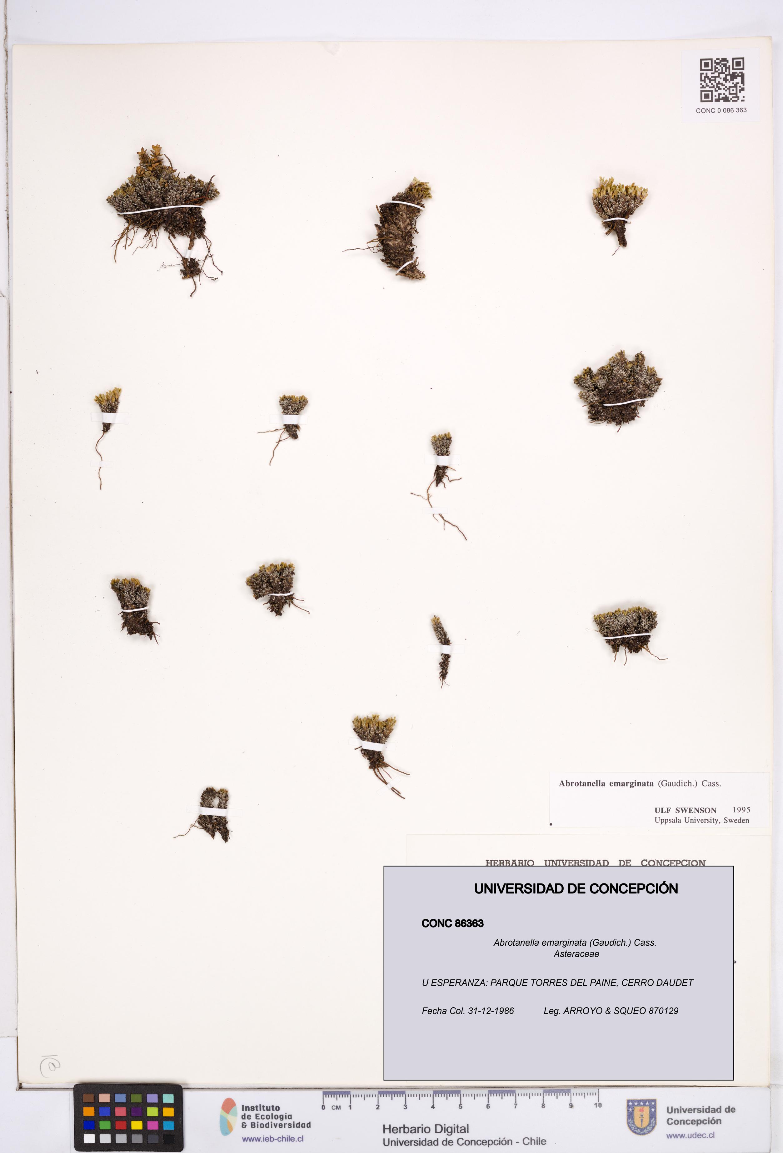 Abrotanella emarginata [Espécimen: ]