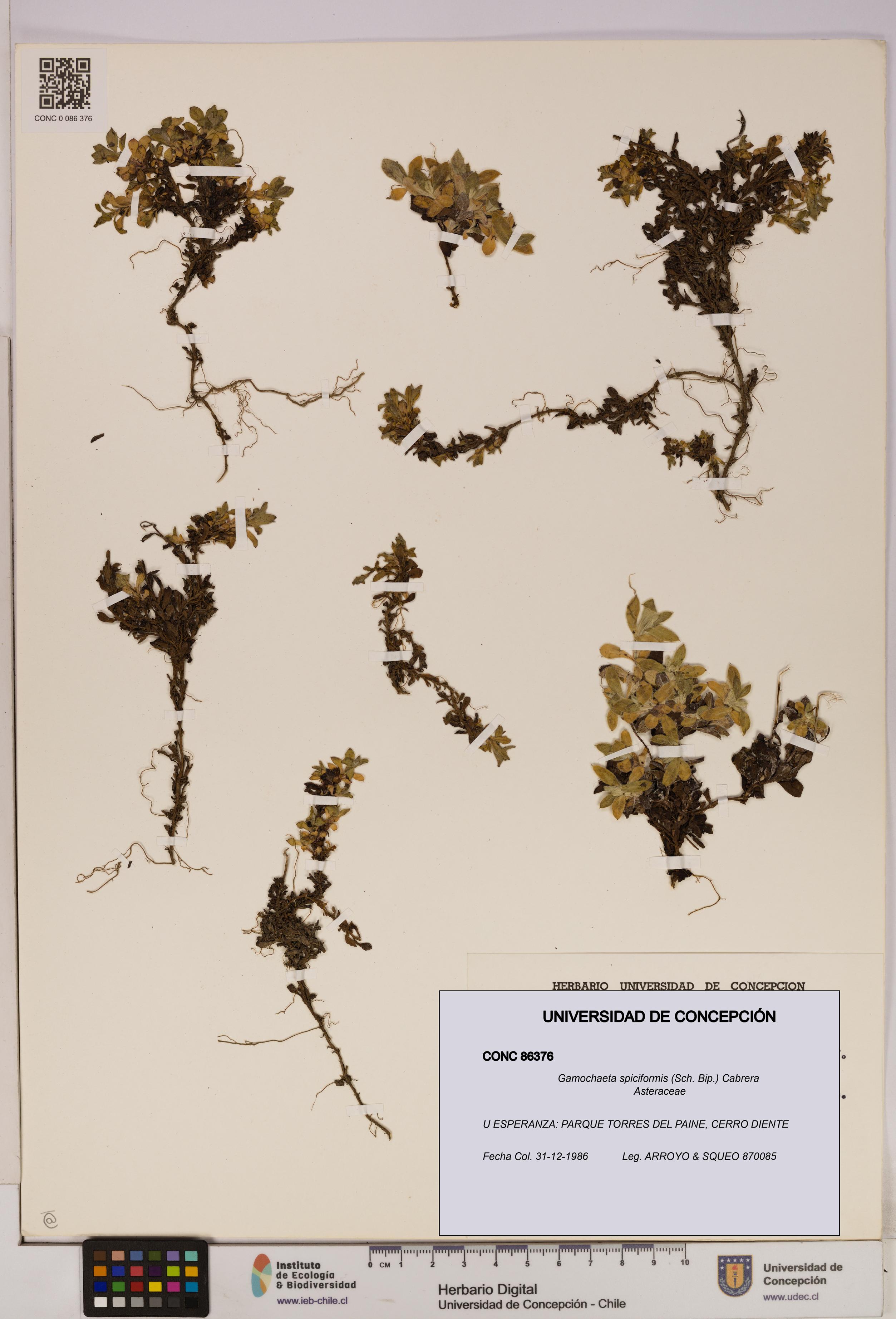 Gamochaeta spiciformis [Espécimen: UDEC:CONC:0086376]