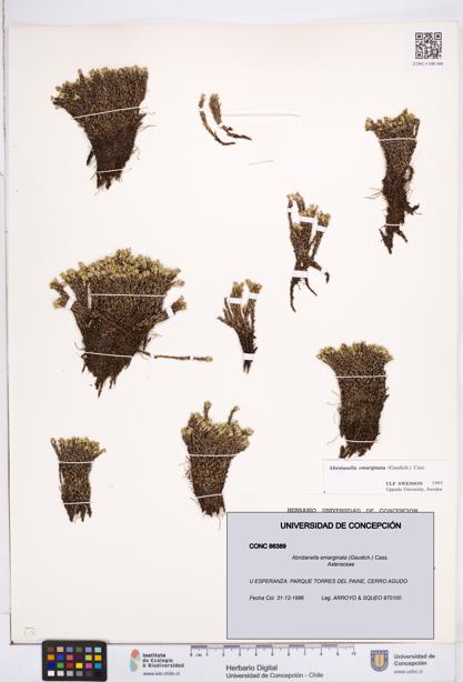 Abrotanella emarginata [Espécimen: ]