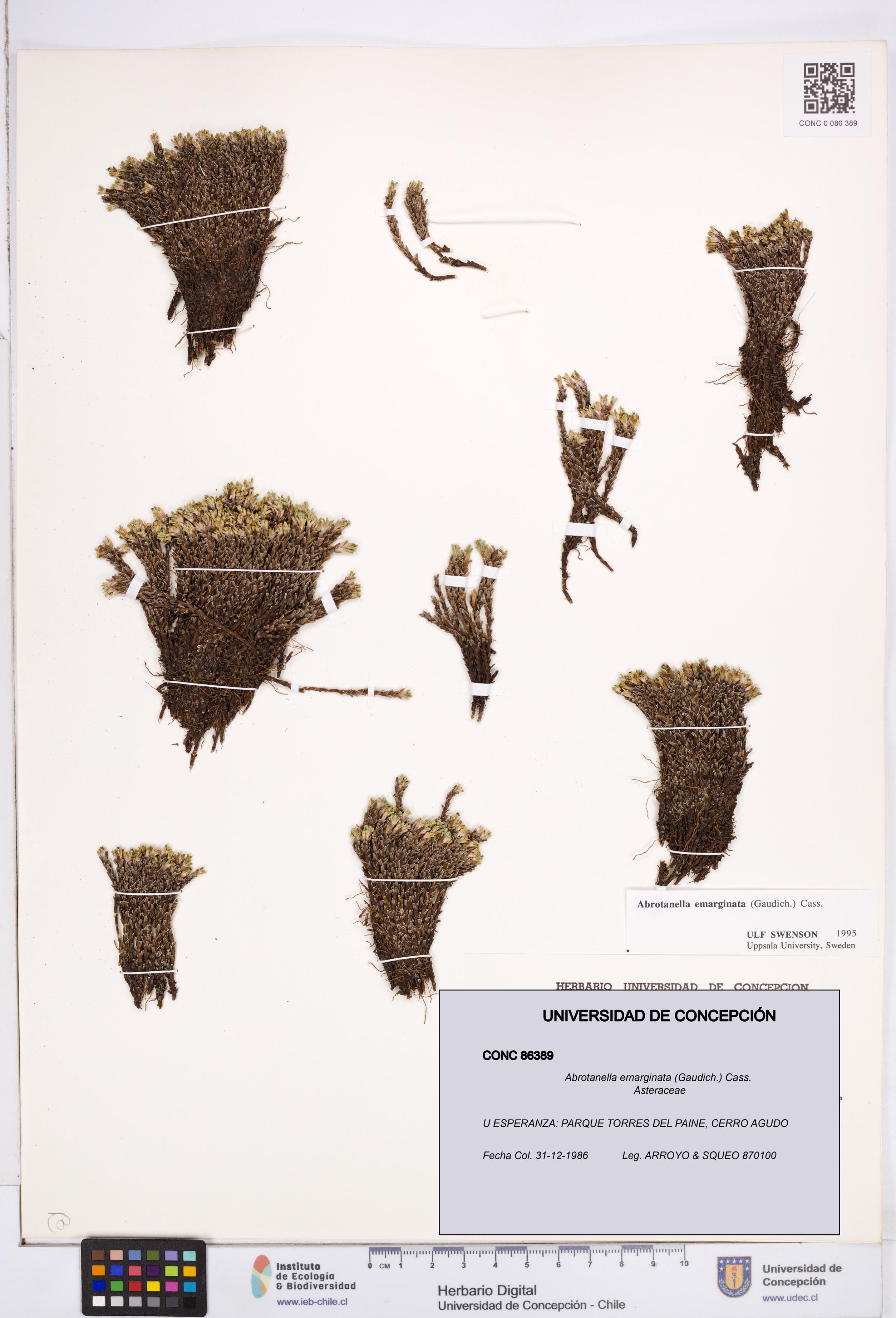 Abrotanella emarginata [Espécimen: ]