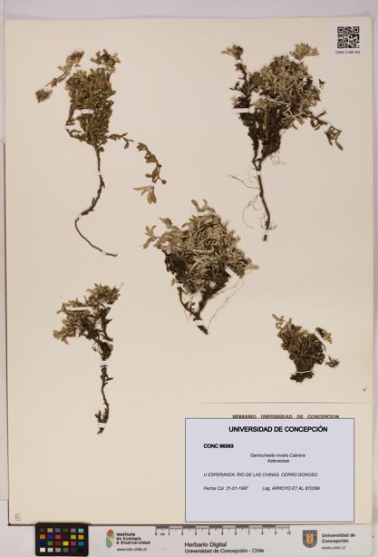 Gamochaeta nivalis [Espécimen: UDEC:CONC:0086393]