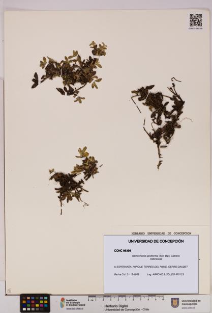 Gamochaeta spiciformis [Espécimen: UDEC:CONC:0086398]