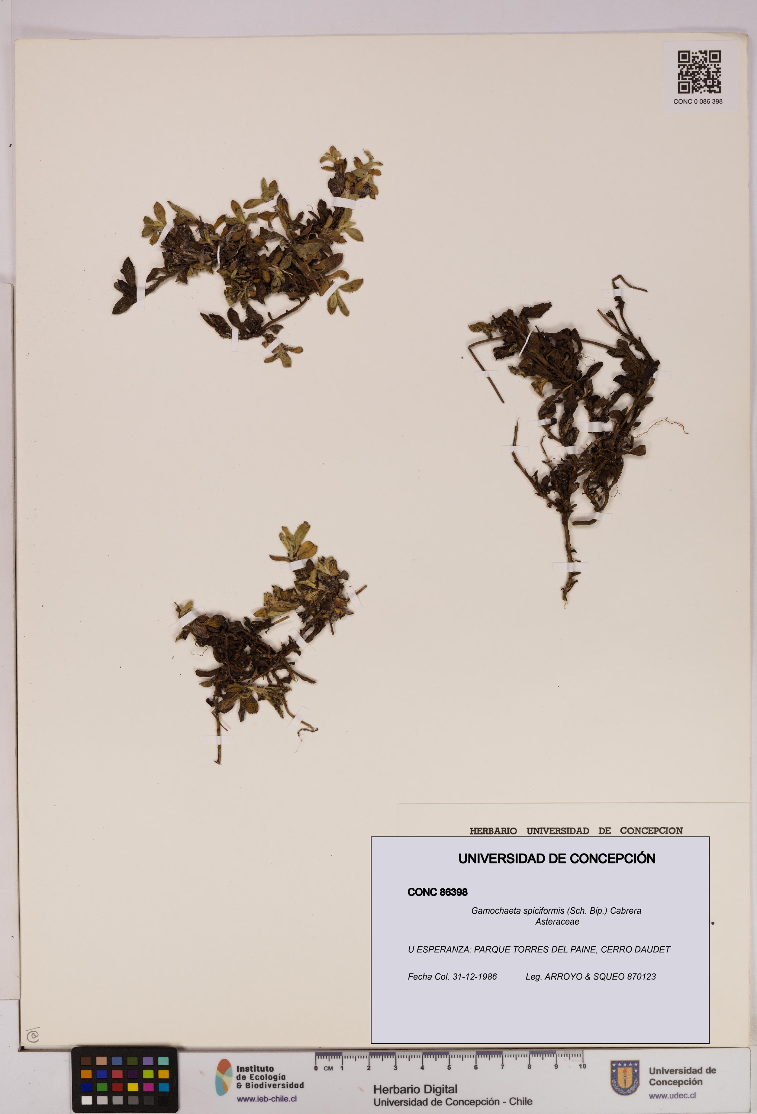 Gamochaeta spiciformis [Espécimen: UDEC:CONC:0086398]