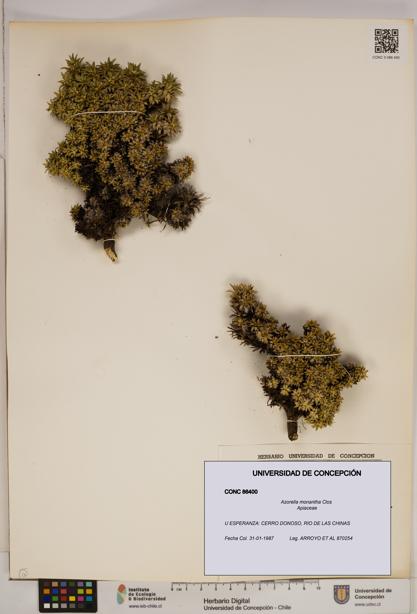 Azorella monantha [Espécimen: ]