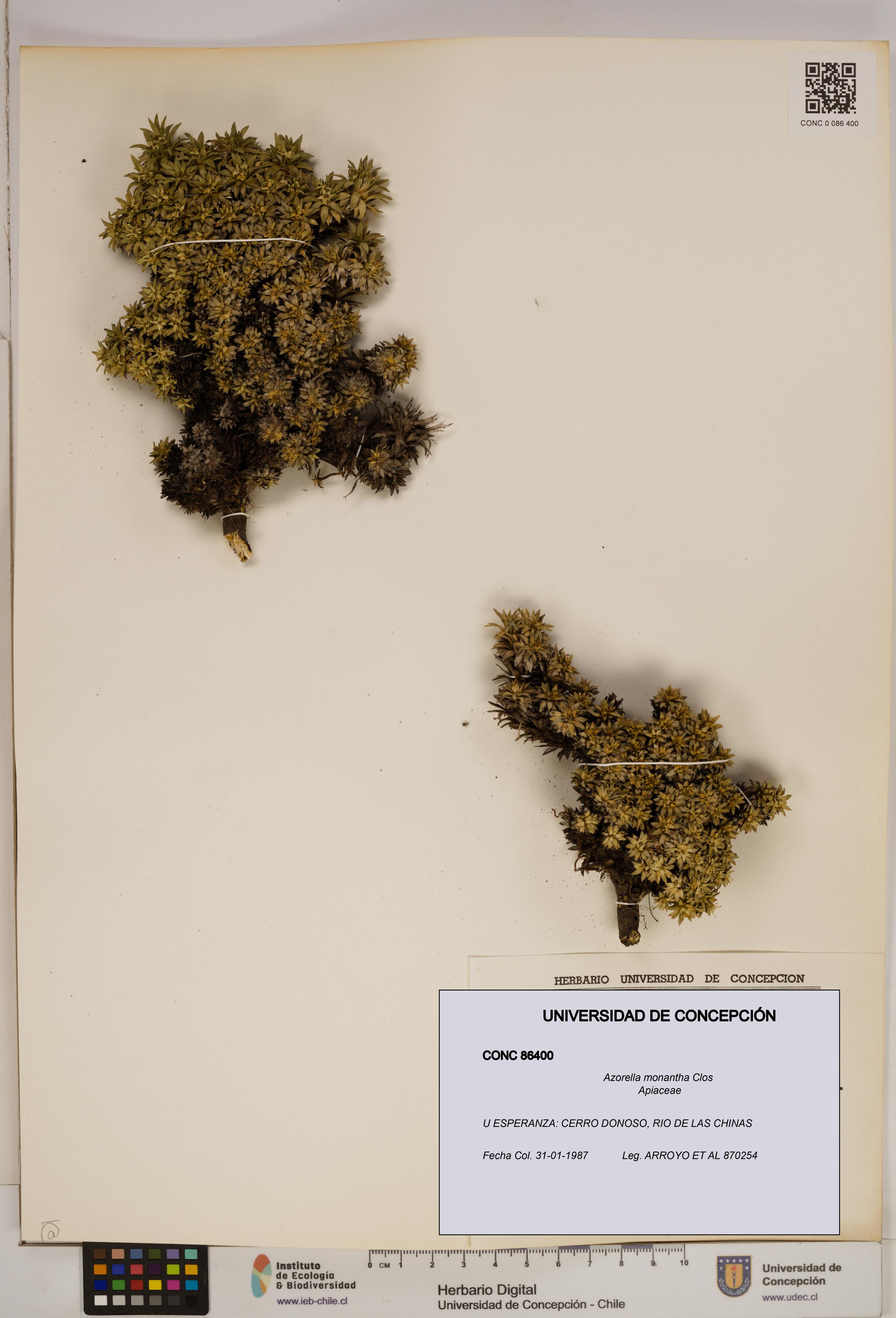 Azorella monantha [Espécimen: ]