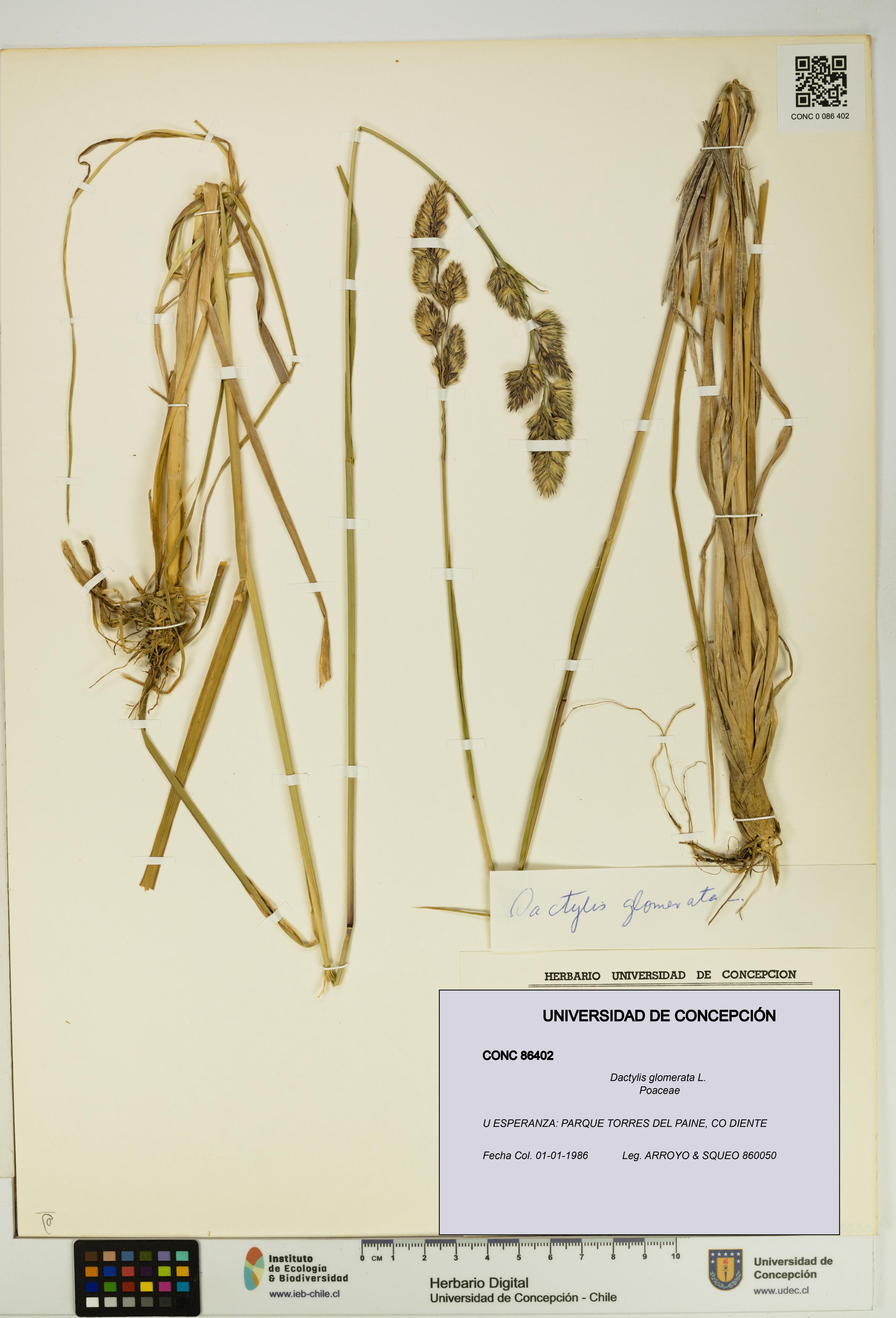 Dactylis glomerata [Espécimen: UDEC:CONC:0086402]
