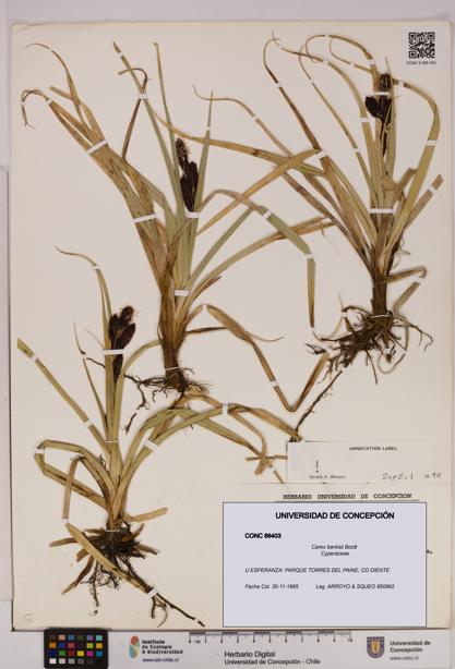 Carex banksii [Espécimen: UDEC:CONC:0086403]