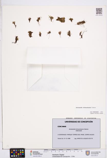 Abrotanella trichoachaenia [Espécimen: ]