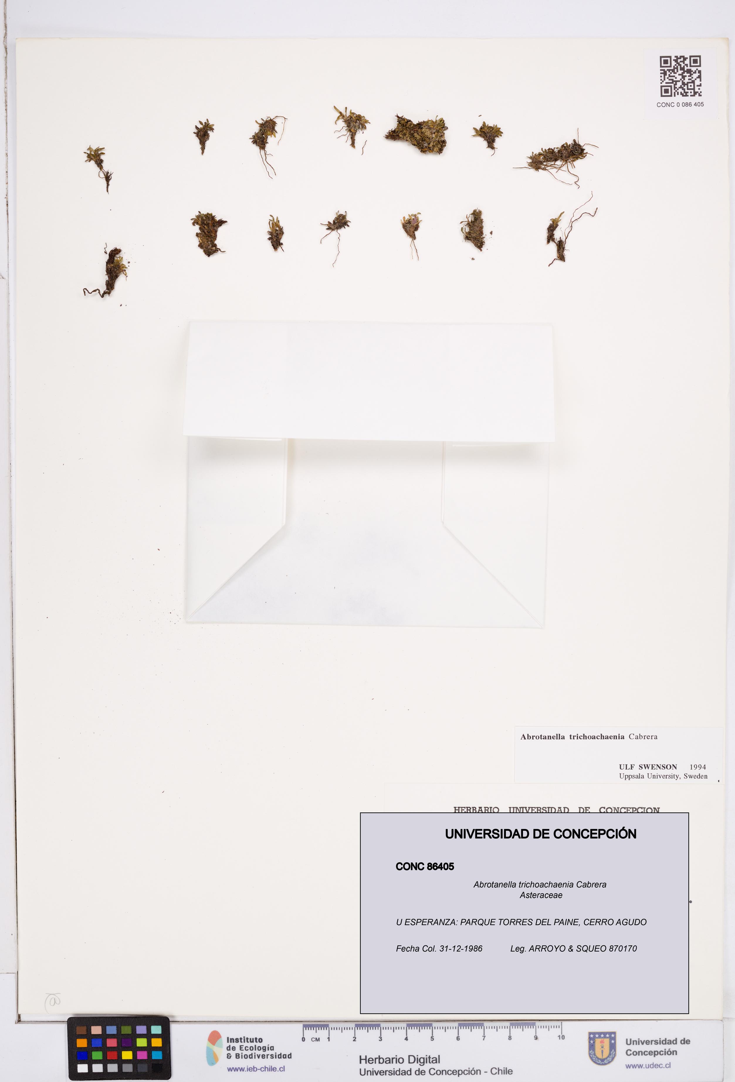 Abrotanella trichoachaenia [Espécimen: ]