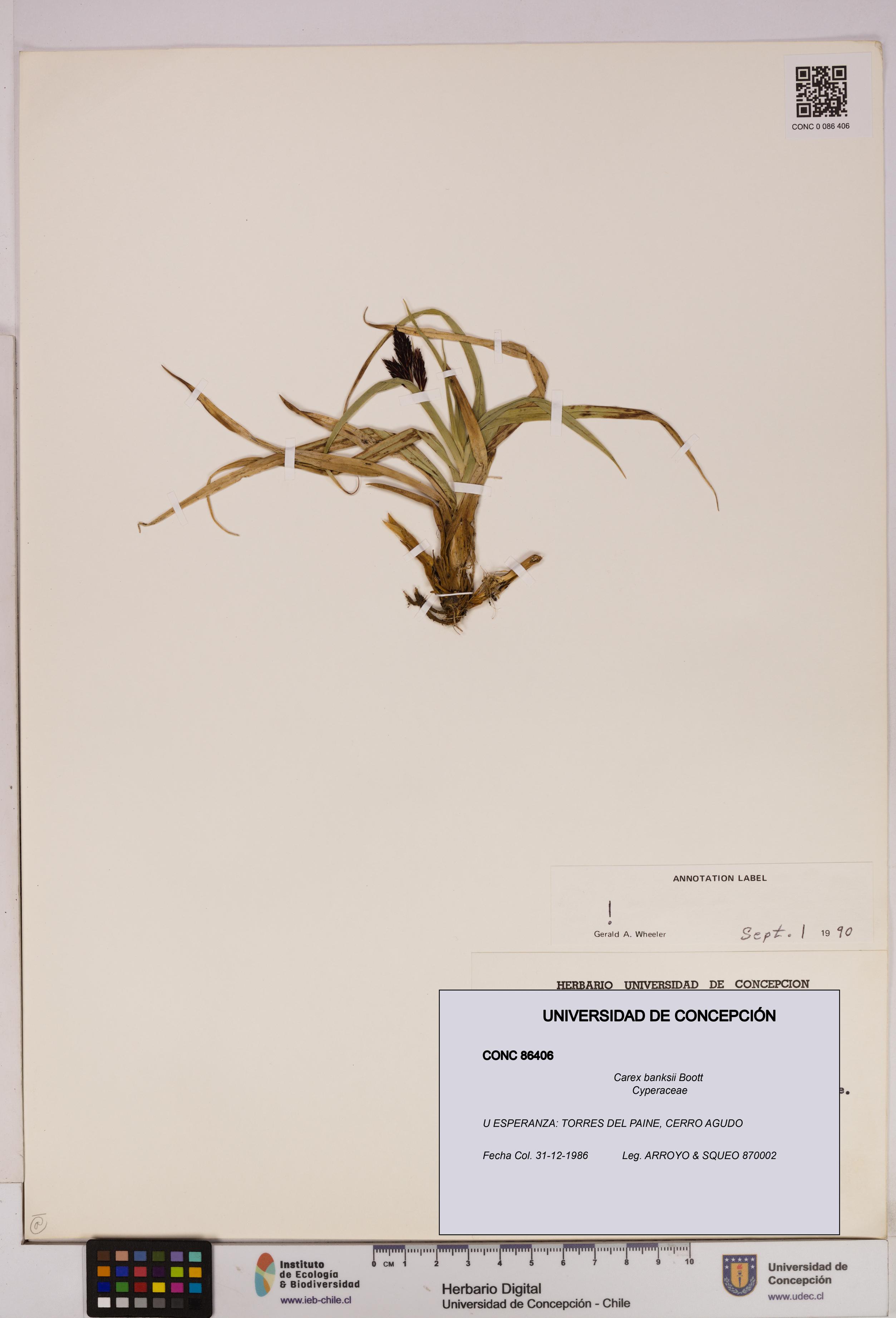 Carex banksii [Espécimen: UDEC:CONC:0086406]