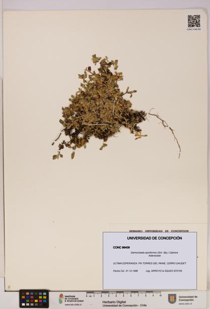 Gamochaeta spiciformis [Espécimen: UDEC:CONC:0086409]