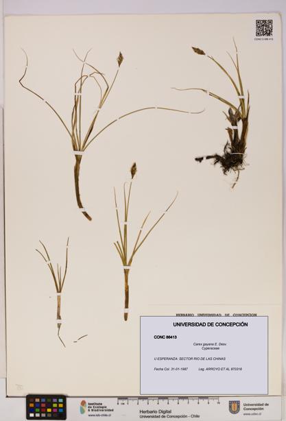 Carex gayana [Espécimen: UDEC:CONC:0086413]
