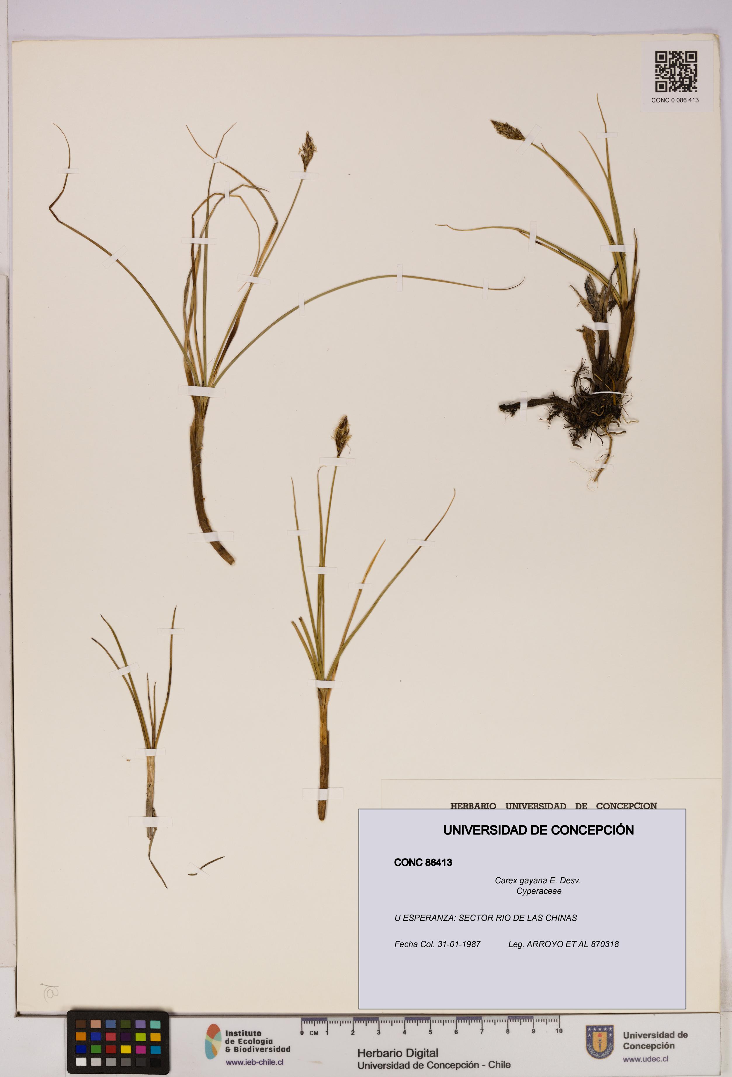 Carex gayana [Espécimen: UDEC:CONC:0086413]
