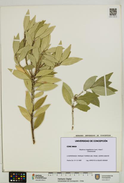 Maytenus magellanica [Espécimen: UDEC:CONC:0086424]