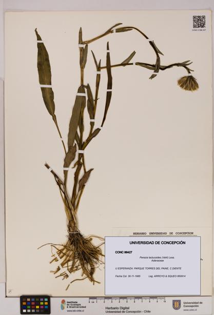 Perezia lactucoides [Espécimen: UDEC:CONC:0086427]