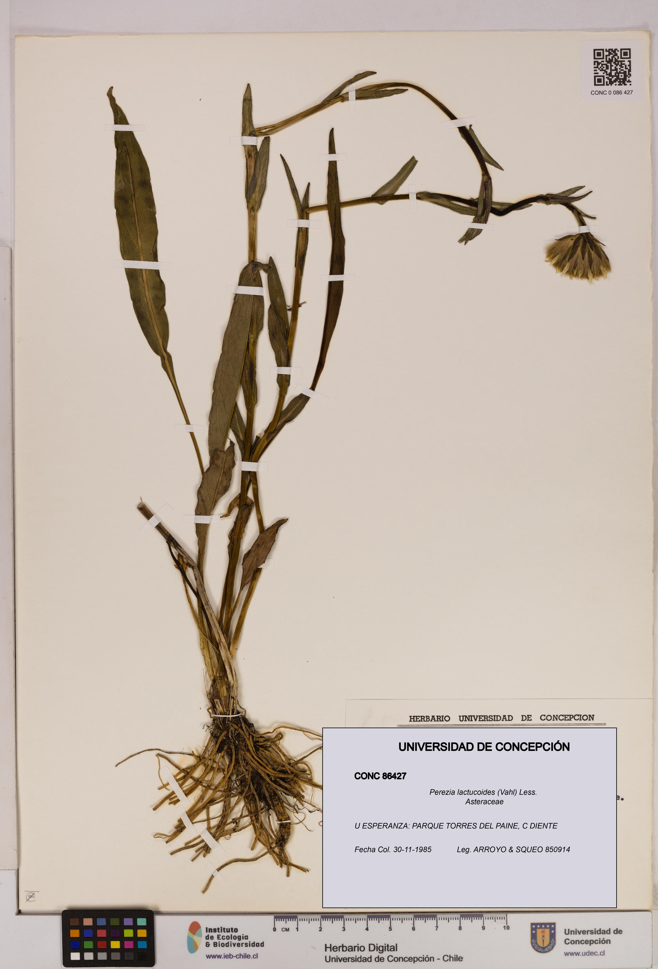 Perezia lactucoides [Espécimen: UDEC:CONC:0086427]